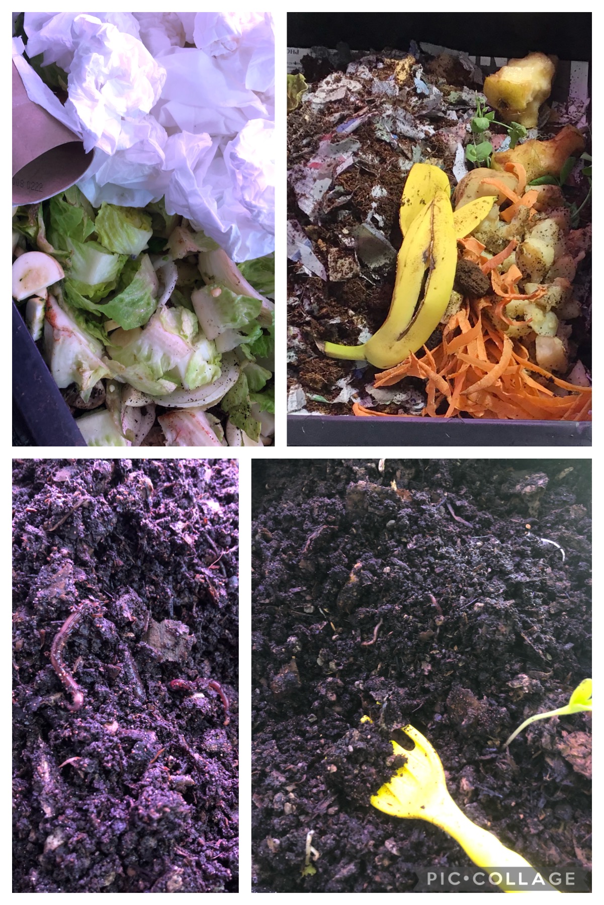 Image shows a pic collage with two pictures of table scraps and paper garbage above two pictures of worms composting the materials.